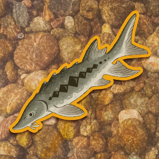 Sturgeon Bumper Sticker